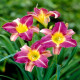 Саженцы Лилейников в Троицке — урожайные сорта!