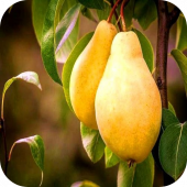 Груша "Киффер" Груша "Киффер"
